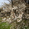 一心行の大桜