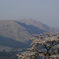 観音桜と南阿蘇