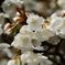 一心行の大桜