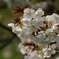 一心行の大桜