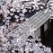 瓦桜