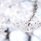 Sakura2012