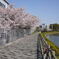通勤途中の桜