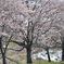 川辺の桜