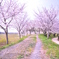 桜~2012　春~