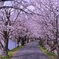 桜~2012　春~