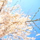 桜~2012　春~