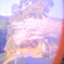 桜~2012　春~