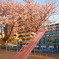 夕焼けの桜