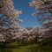 桜１