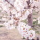 桜2012_0