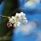 青空に桜