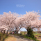 この桜のようにたくましく。