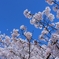 春の晴天