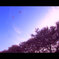 ふたつの花ビラ