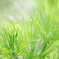 Green Needle