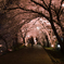 桜トンネル