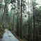Forest road