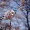 甚六桜