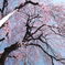 慈雲寺の桜＿６