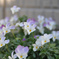 庭の花