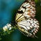 butterfly 1