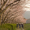 花の野球道