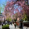 しだれ桜