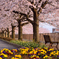 桜街道のベンチ