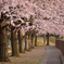 桜街道