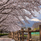 桜街道