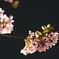桜扇