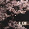 桜と家の明かり
