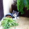 子猫