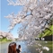 千鳥が淵　桜激写