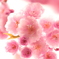 cherry blossom