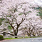 桜並木。