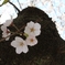 何か今年の桜はとても綺麗に見えます。