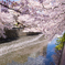 桜色の世界