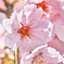 染井吉野（桜色）