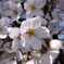 桜１
