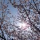 桜陽