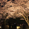 兼六園夜桜_8