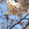 sakura*