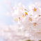 桜-1