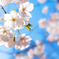桜-2