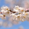 桜２０１２