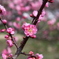 梅の花