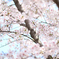 淡い