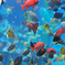 美ら海水族館2
